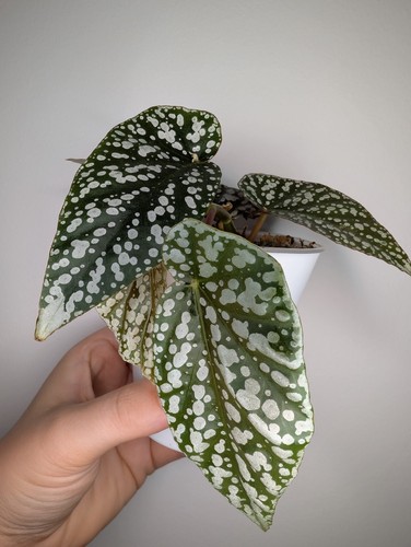 Snow cap begonia - cap,