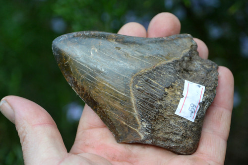 Beautiful megalodon shark - 4.1",