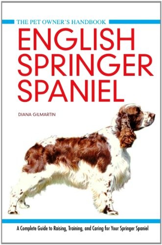English springer spaniel pet - springer,