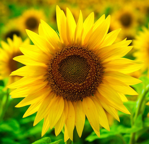50pcs sunflower giant - sunflower, single