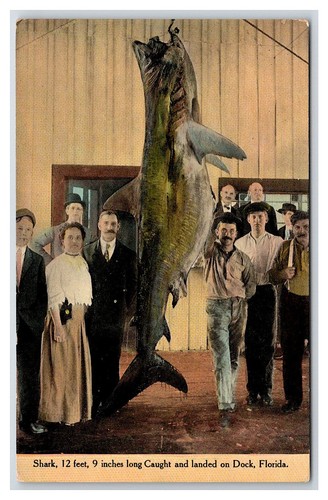 Florida deep sea fishing catch - sea,