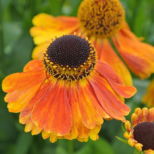 Helenium sneezeweed sahins - sneezeweed,