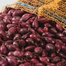 Red Onion Sets Electric - High Yield Autumn Planting Vegetable Bulbs Plant Now