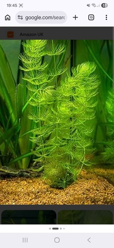 Hornwort bunch stems - stems, pond