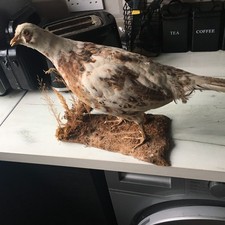 Taxidermy pheasant ( phesanius colichus ) pied victorian