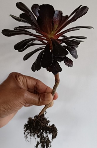 Aeonium zwartkop - zwartkop, (schwarzkopf)