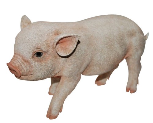 Pink micro pig piglet - pink,