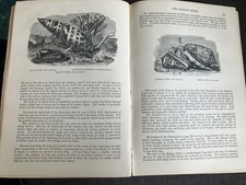 1863 REPTILES, FISH & MOLLUSCS