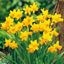 Narcissus Tete A Tete Dwarf Rockery Daffodil Spring Flowering Bulbs Plants