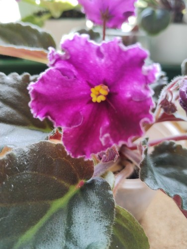 Beautiful african violet - beautiful,