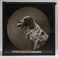 Antique Sciopticon Magic Lantern Slide - No. 100  Setter with Snipe