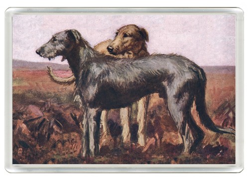 Irish wolfhound dog fridge - irish,
