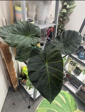 Alocasia Regal Shield Corm