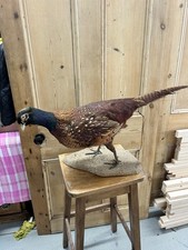 Taxidermy Common Male Pheasant