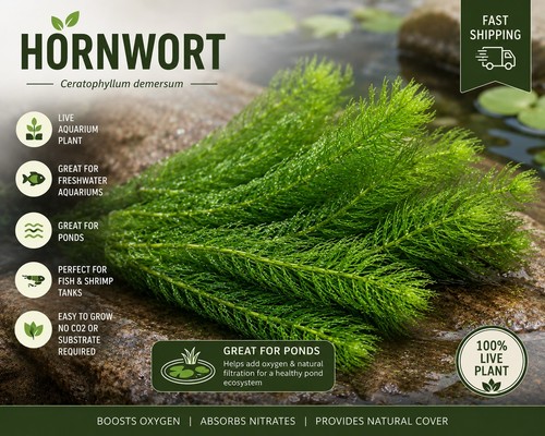 Live hornwort large - large, of