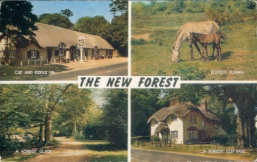 New forest views - forest, 4