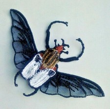 Beetle Goliath Extra Quality