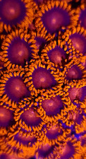 Orange Bam Bam Zoanthids *