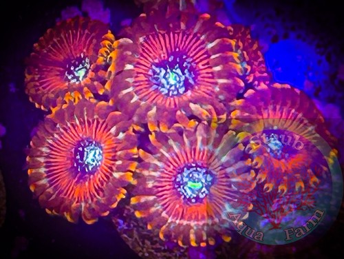 Saf magician zoanthid - saf~magician,