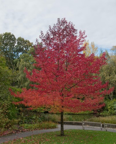 Liquidambra tree seeds - tree,