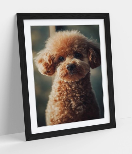 Cute portrait toy poodle - cute,