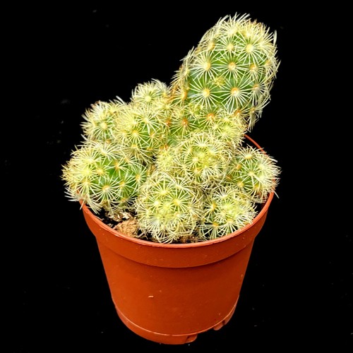 Giant ladyfinger cactus - ladyfinger,