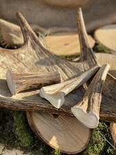 Natural Elk Antler Dog Chew |