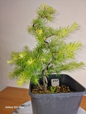 #E25 Shohin Japanese Larch