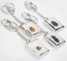 Real Bugs in Resin Revolving Keyrings - select from a choice of 7