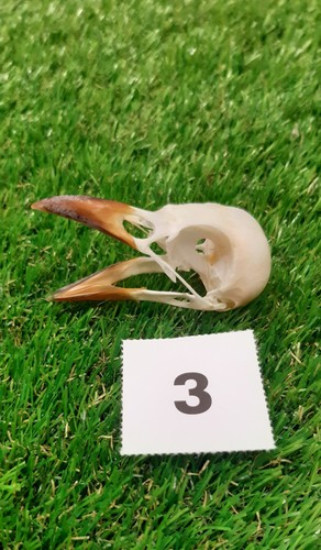 British magpie skull - skull, 3