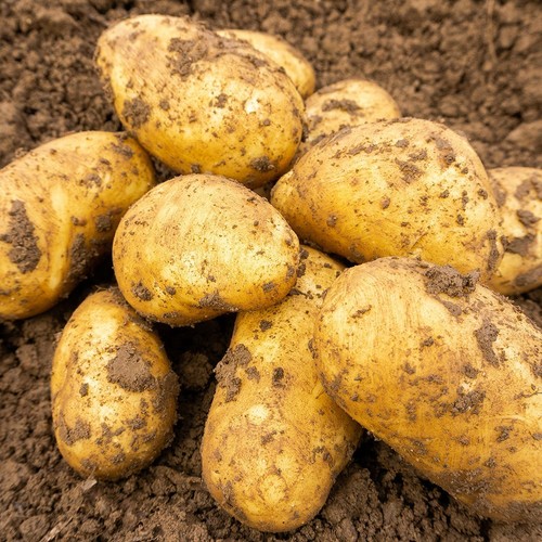 Buffalo seed potatoes - seed,