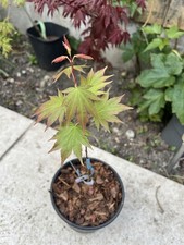 Acer Palmatum Brown Sugar