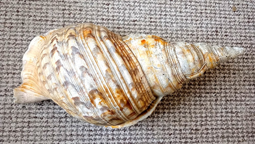 Sea shell extra large - shell,