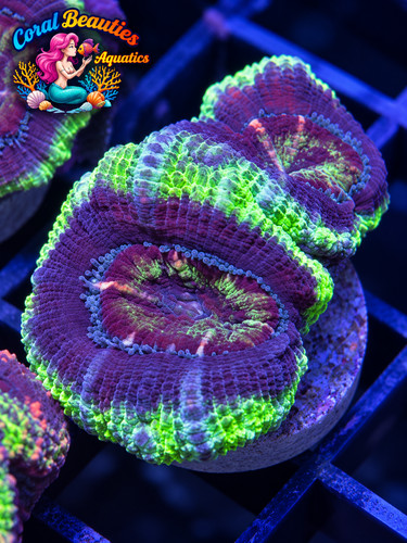 Coral beauties aquatics green - coral,