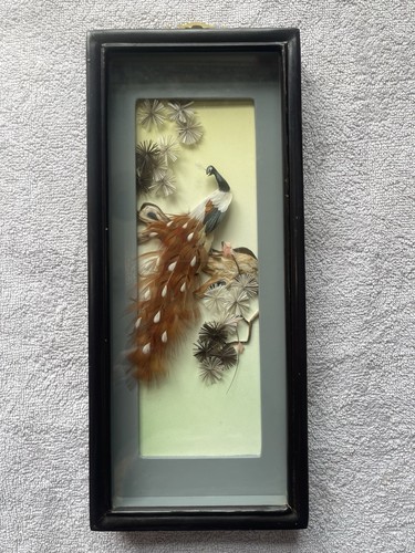 Peacock shadow box feather - peacock,