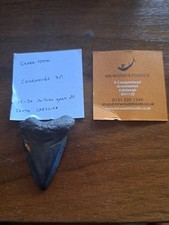 Prehistoric Shark Tooth. 15 -