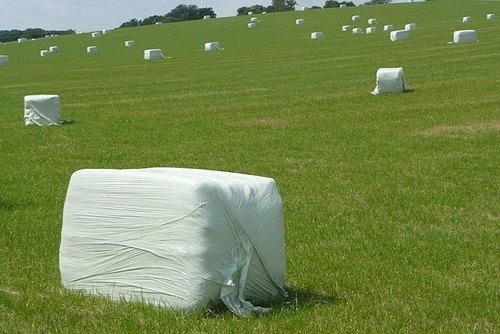 Photo 6x4 silage recently - photo, cut