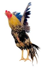 Mianwali Aseel Asil Fresh