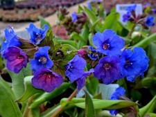 Pulmonaria blue ensign a - pulmonaria,