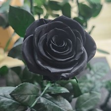 Roses Gifts for Women-Eternal Rose Preserved Flowers with Stem-Real Flowers