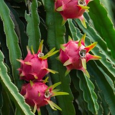 Dragon Fruit - Night-Blooming
