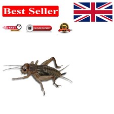 Freshly Packed Live Brown