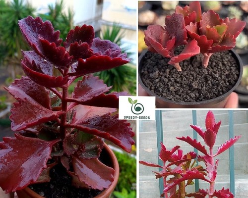 Kalanchoe thyrsiflora 10 - |, 10+