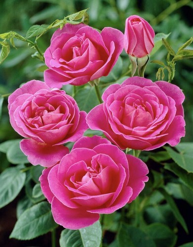 Pink peace bush rose plant - rose,