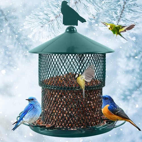 Wild bird feeder squirrel - bird,