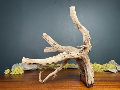 Manzanita driftwood - 14”,