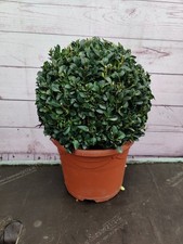 25cm buxus boxwood ball - 25cm,