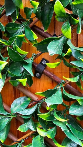 Trellis fixing brackets - fixing,