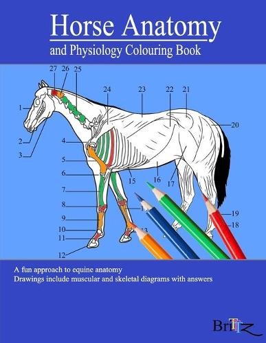 Alejandro bath horse - bath, anatomy