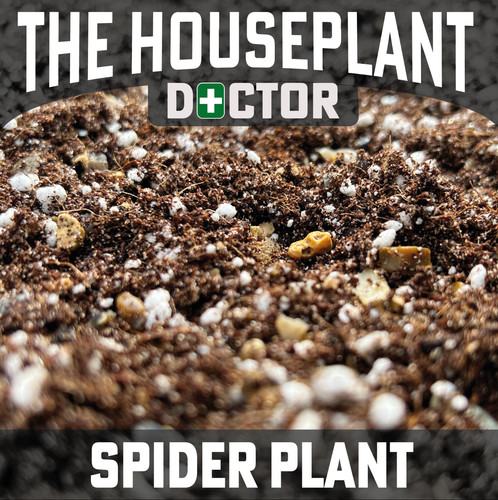 Spider plant repotting mix - spider,